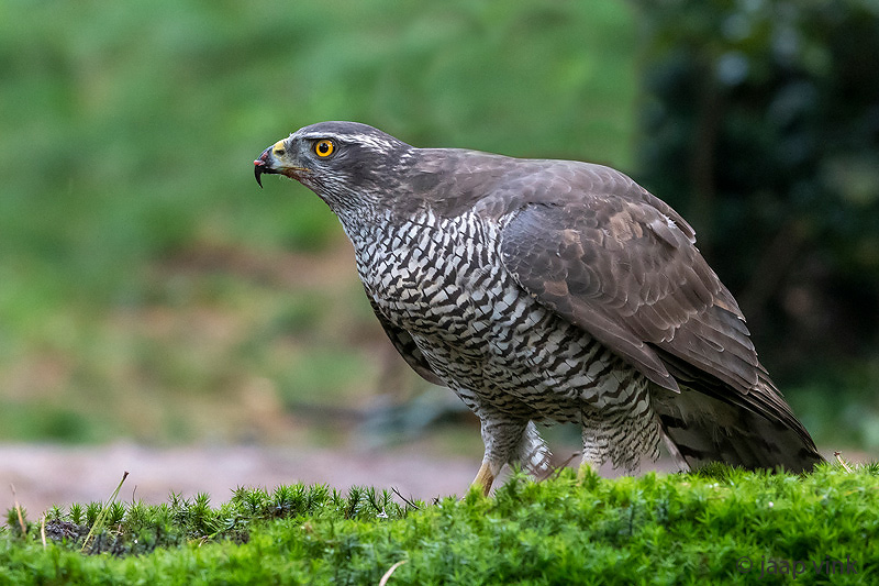 Northern Goshawk - Havik - Accipiter gentilis