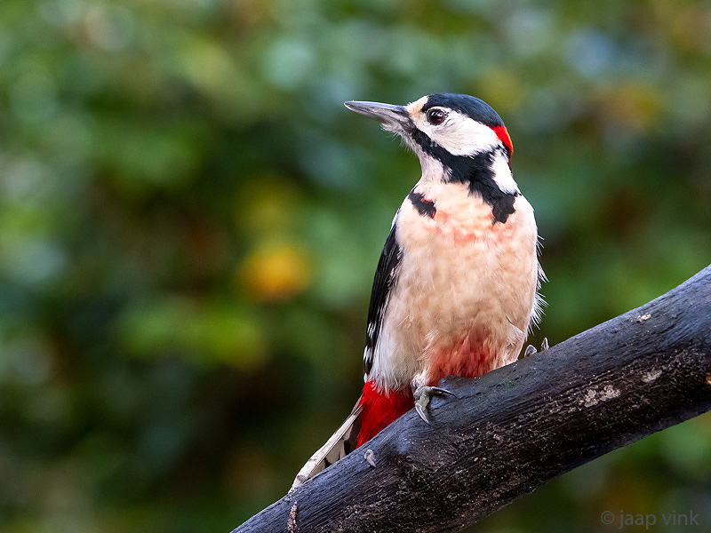 Great Spotted Woodpecker - Grote Bonte Specht - Dendrocopos major