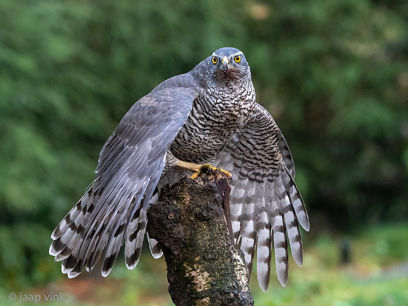 Northern Goshawk - Havik - Accipiter gentilis