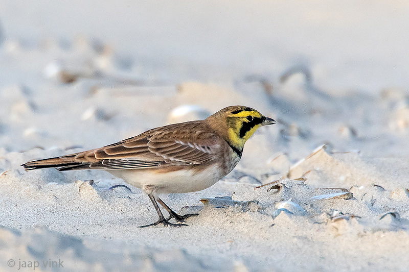 Shore Lark - Strandleeuwerik - Eremophila alpestris
