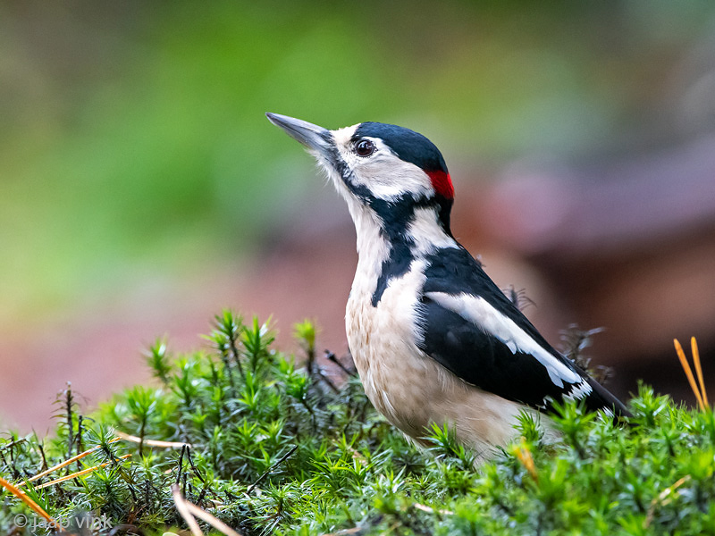 Great Spotted Woodpecker - Grote Bonte Specht - Dendrocopos major