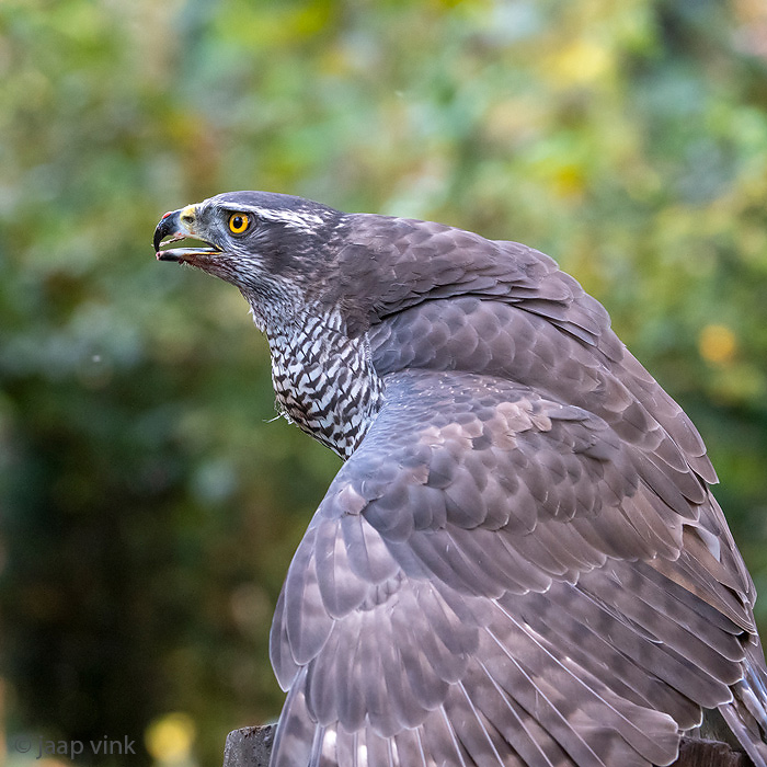 Northern Goshawk - Havik - Accipiter gentilis