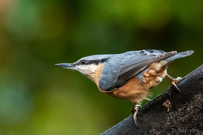 Eurasian Nuthatch - Boomklever - Sitta europaea