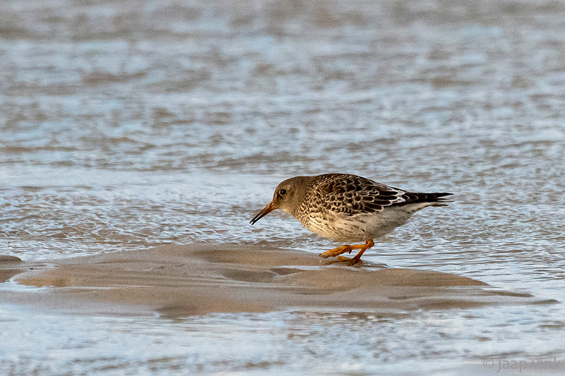 Purple Sandpiper - Paarse Strandloper - Calidris maritima