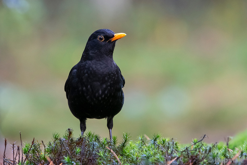 Blackbird - Merel - Turdus merula