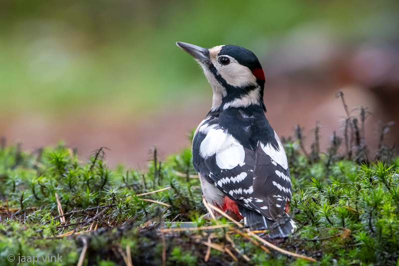 Great Spotted Woodpecker - Grote Bonte Specht - Dendrocopos major