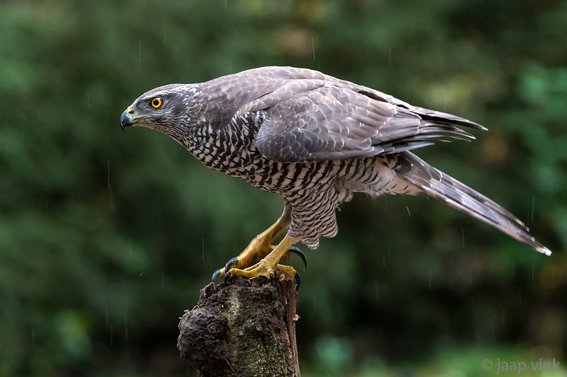 Northern Goshawk - Havik - Accipiter gentilis