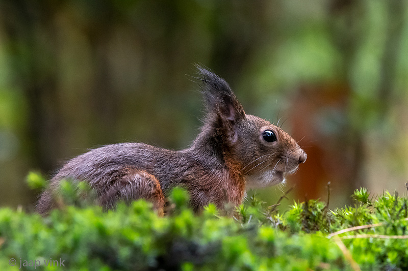 Red Squirrel - Rode Eekhoorn - Sciurus vulgaris