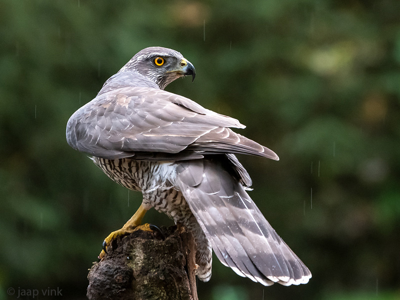 Northern Goshawk - Havik - Accipiter gentilis