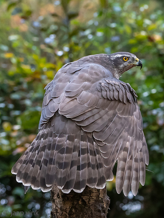 Northern Goshawk - Havik - Accipiter gentilis