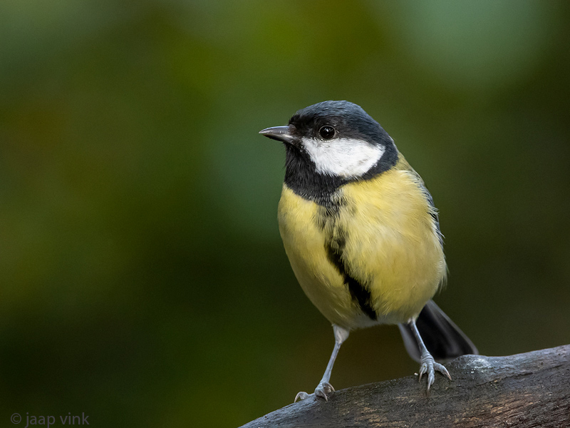 Great Tit - Koolmees - Parus major