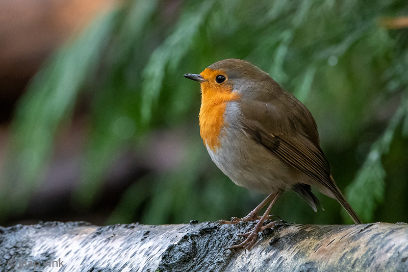 European Robin - Roodborst - Erithacus rubecula
