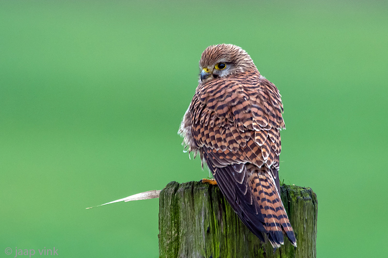Common Kestrel - Torenvalk - Falco tinnunculus