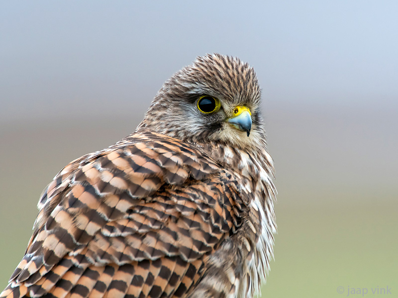 Common Kestrel - Torenvalk - Falco tinnunculus