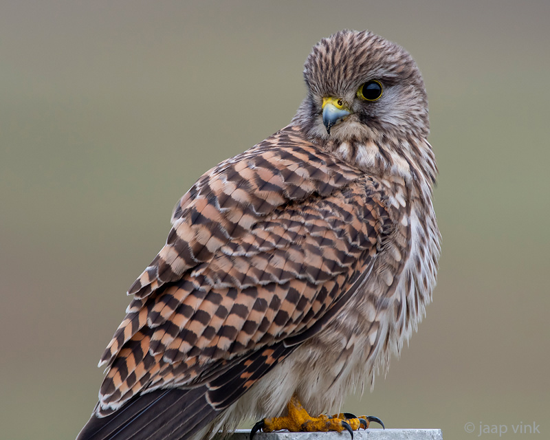 Common Kestrel - Torenvalk - Falco tinnunculus