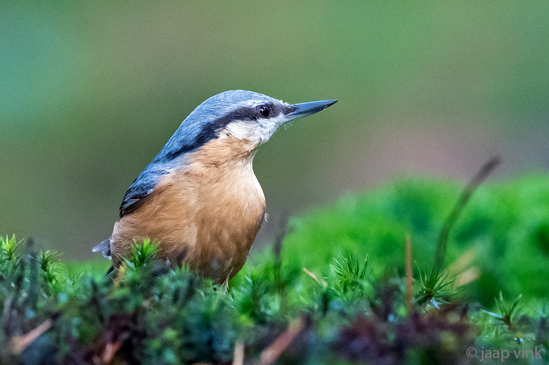 Eurasian Nuthatch - Boomklever - Sitta europaea