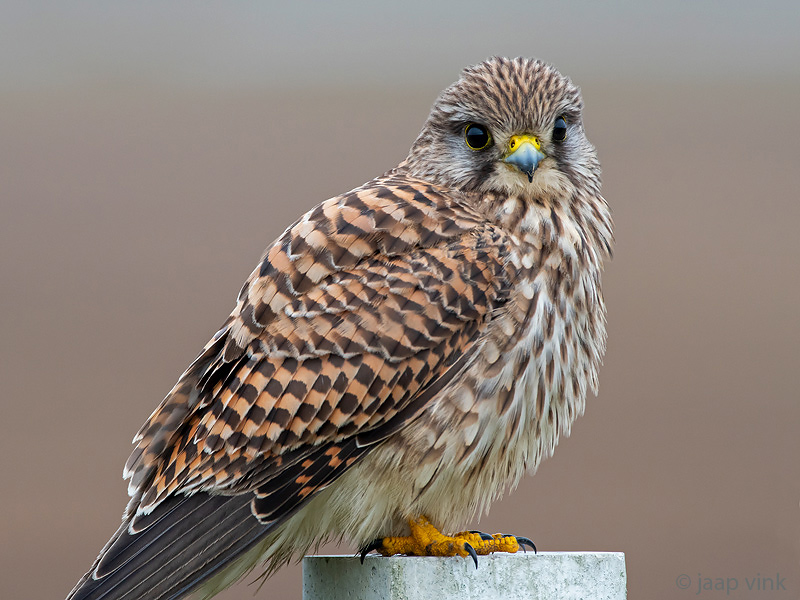 Common Kestrel - Torenvalk - Falco tinnunculus
