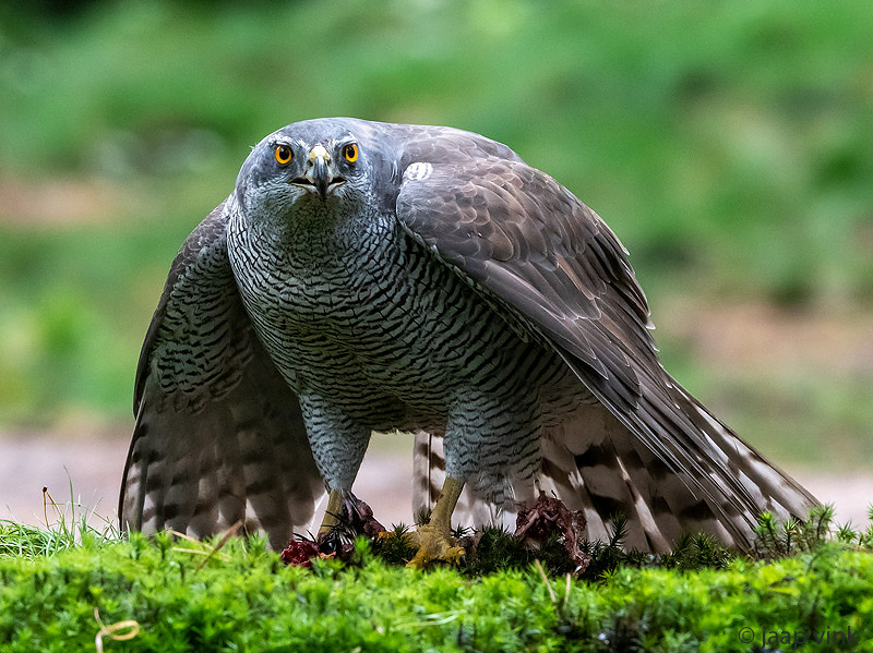 Northern Goshawk - Havik - Accipiter gentilis