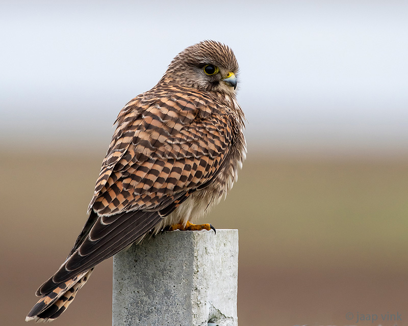Common Kestrel - Torenvalk - Falco tinnunculus