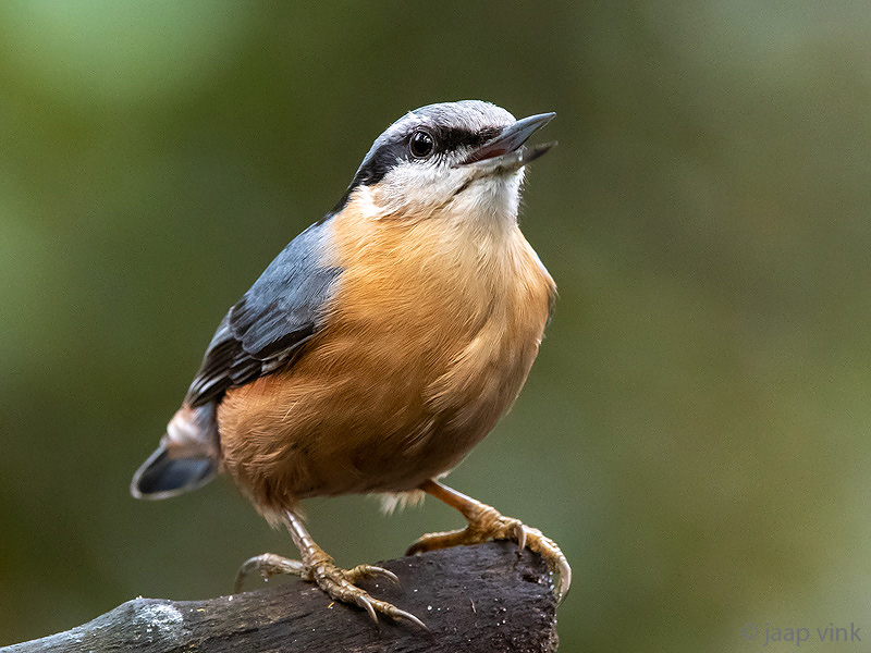 Eurasian Nuthatch - Boomklever - Sitta europaea