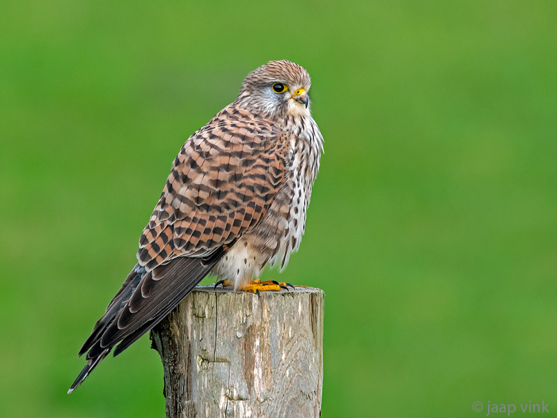 Common Kestrel - Torenvalk - Falco tinnunculus