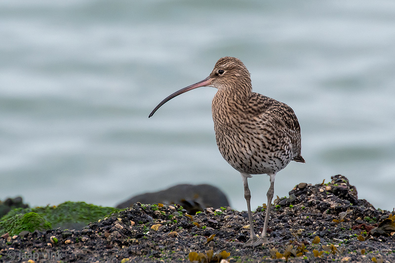 Eurasian Curlew - Wulp - Numenius arquata