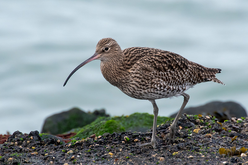 Eurasian Curlew - Wulp - Numenius arquata
