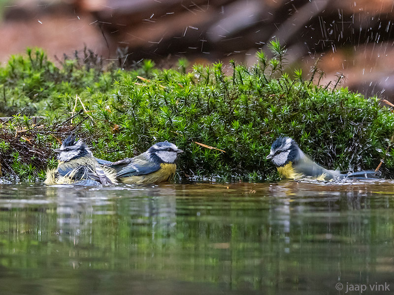 Eurasian Blue Tit - Pimpelmees - Cyanistes caeruleus