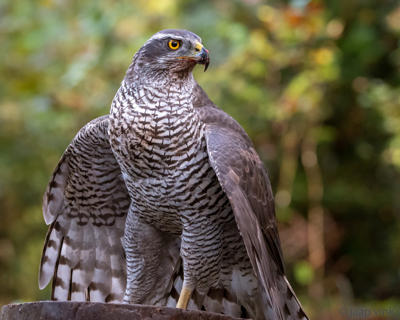 Northern Goshawk - Havik - Accipiter gentilis
