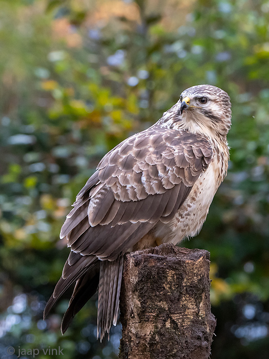 Common Buzzard - Buizerd - Buteo buteo