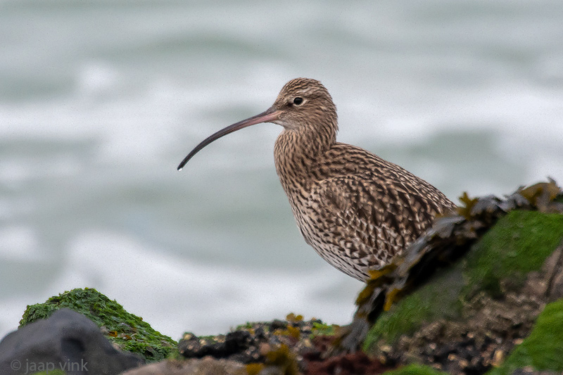 Eurasian Curlew - Wulp - Numenius arquata