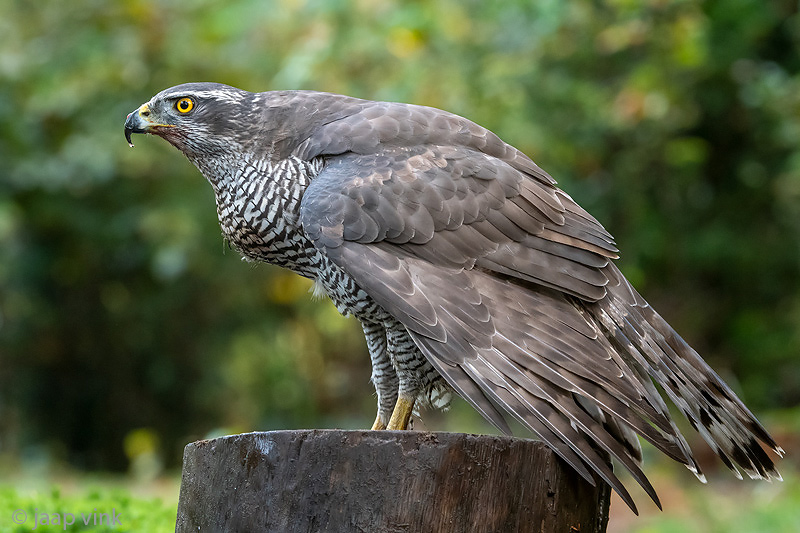 Northern Goshawk - Havik - Accipiter gentilis