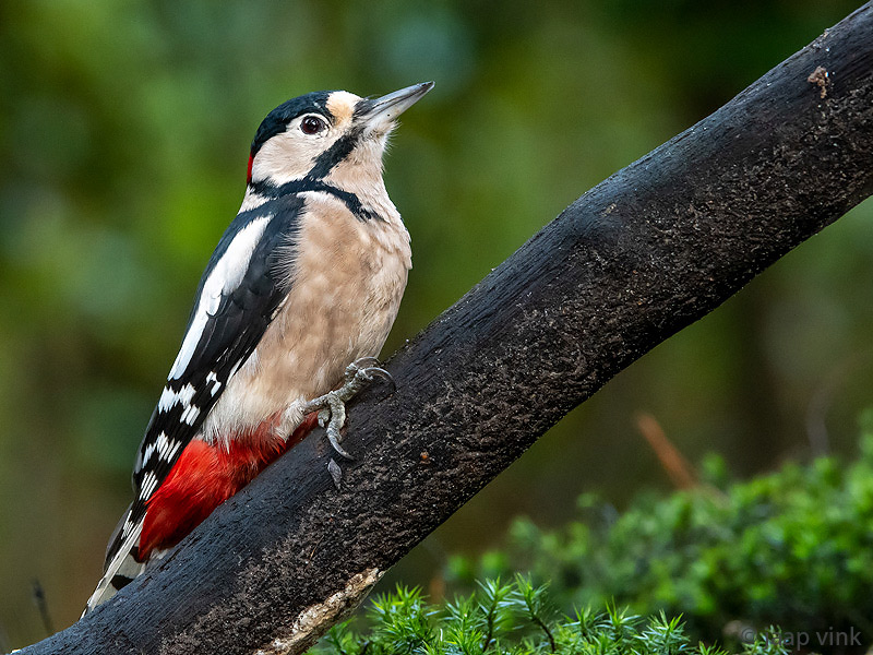 Great Spotted Woodpecker - Grote Bonte Specht - Dendrocopos major