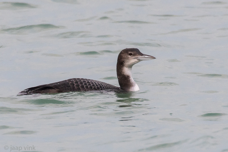 Great Northern Diver - IJsduiker - Gavia immer