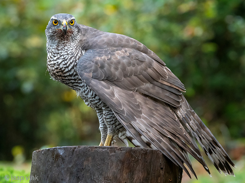 Northern Goshawk - Havik - Accipiter gentilis