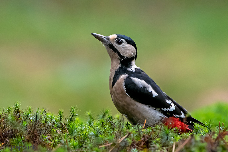 Great Spotted Woodpecker - Grote Bonte Specht - Dendrocopos major