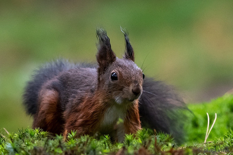 Red Squirrel - Rode Eekhoorn - Sciurus vulgaris