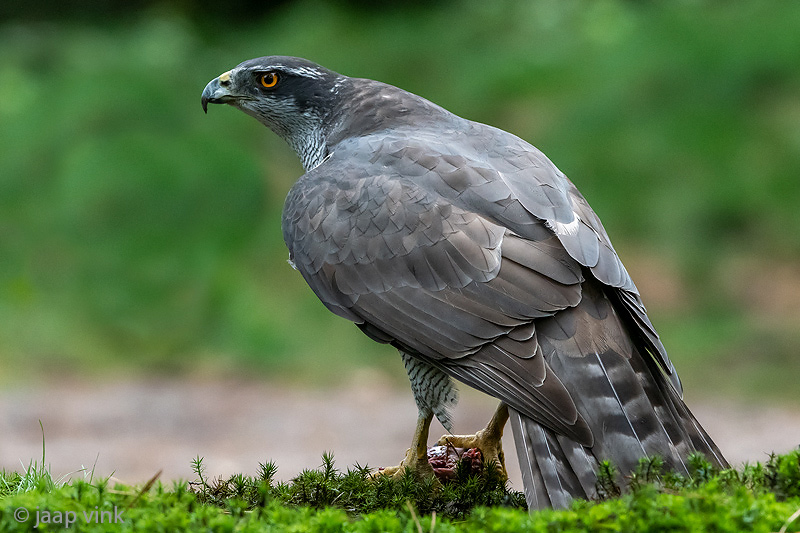 Northern Goshawk - Havik - Accipiter gentilis