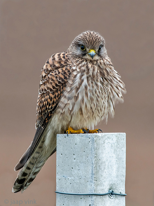 Common Kestrel - Torenvalk - Falco tinnunculus