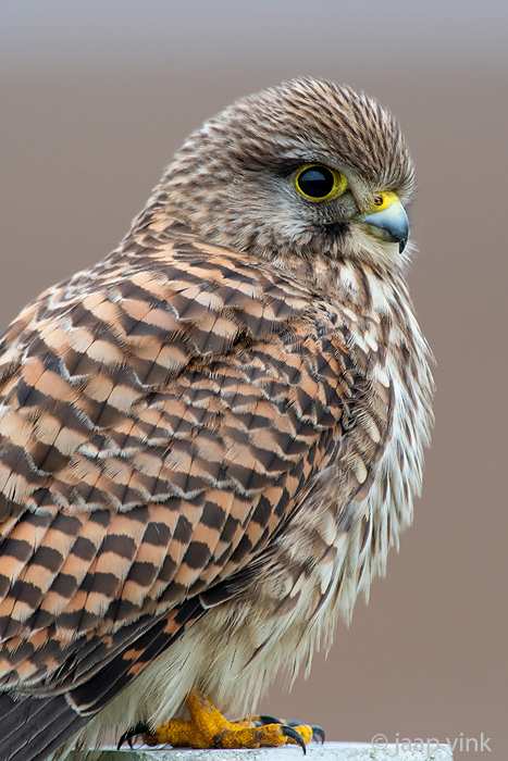 Common Kestrel - Torenvalk - Falco tinnunculus