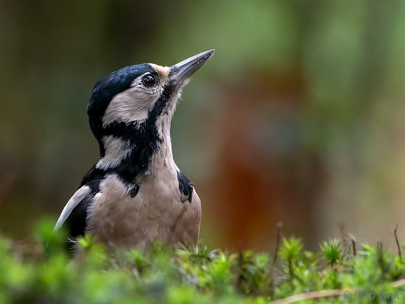 Great Spotted Woodpecker - Grote Bonte Specht - Dendrocopos major
