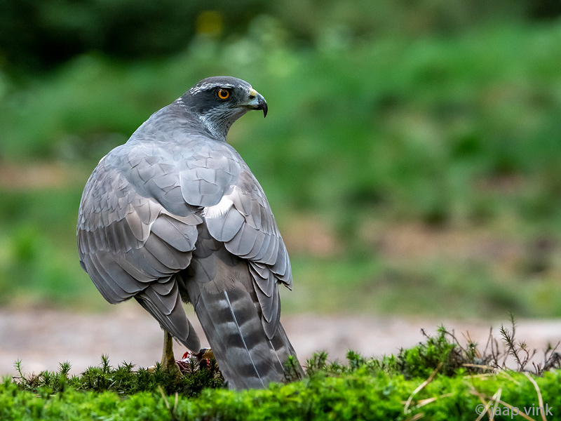 Northern Goshawk - Havik - Accipiter gentilis