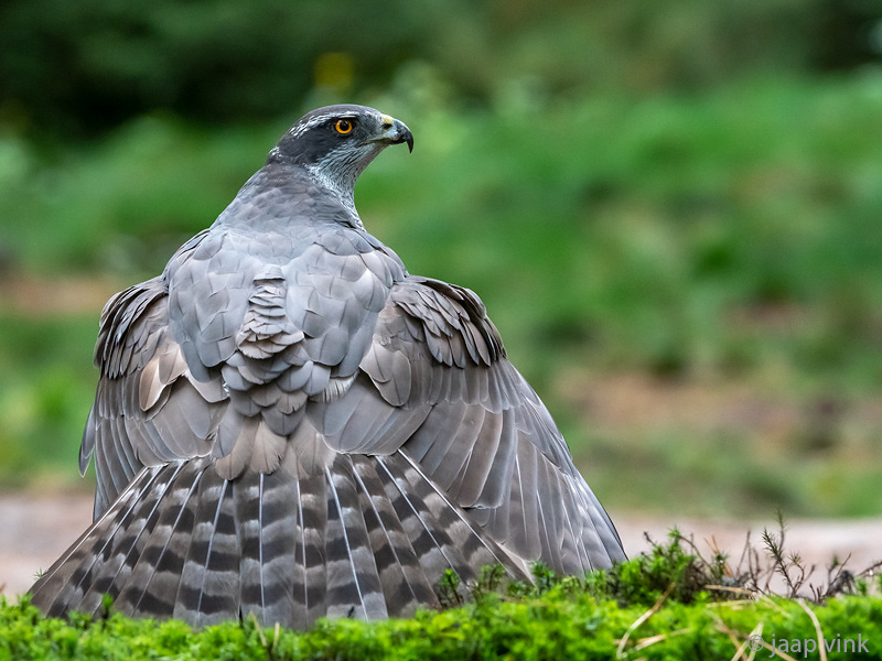 Northern Goshawk - Havik - Accipiter gentilis