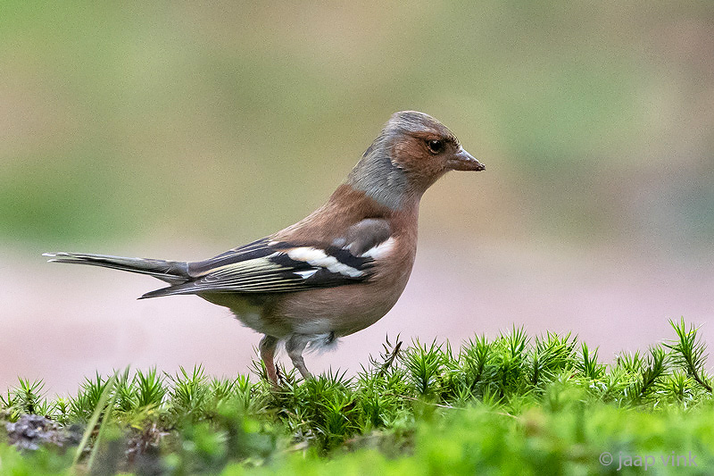 Common Chaffinch - Vink - Fringilla coelebs