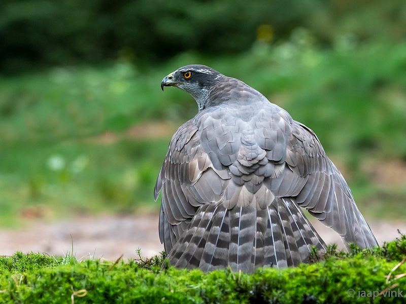 Northern Goshawk - Havik - Accipiter gentilis