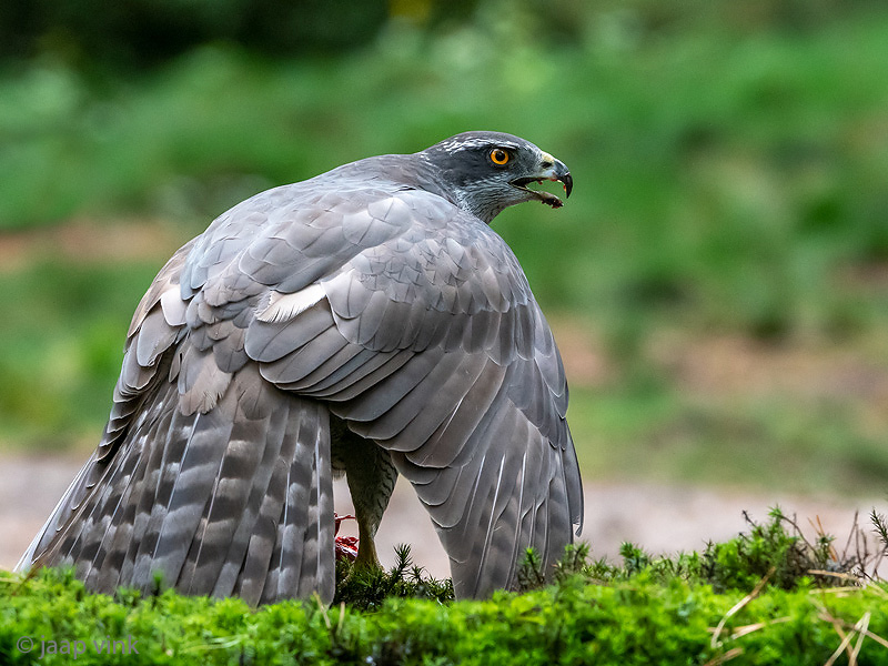 Northern Goshawk - Havik - Accipiter gentilis