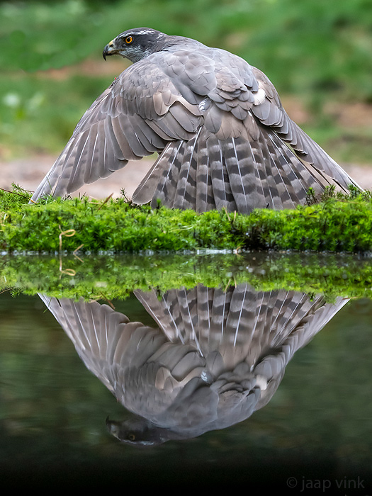 Northern Goshawk - Havik - Accipiter gentilis