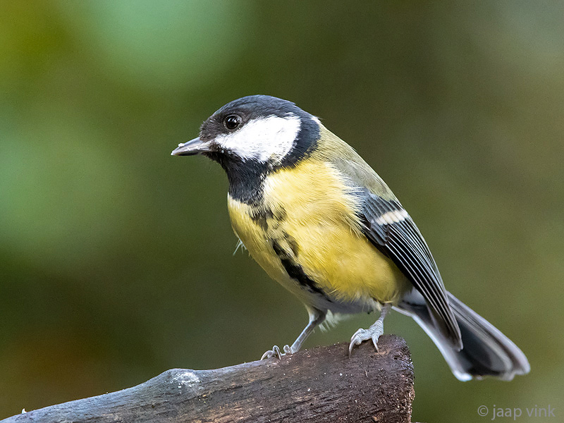Great Tit - Koolmees - Parus major