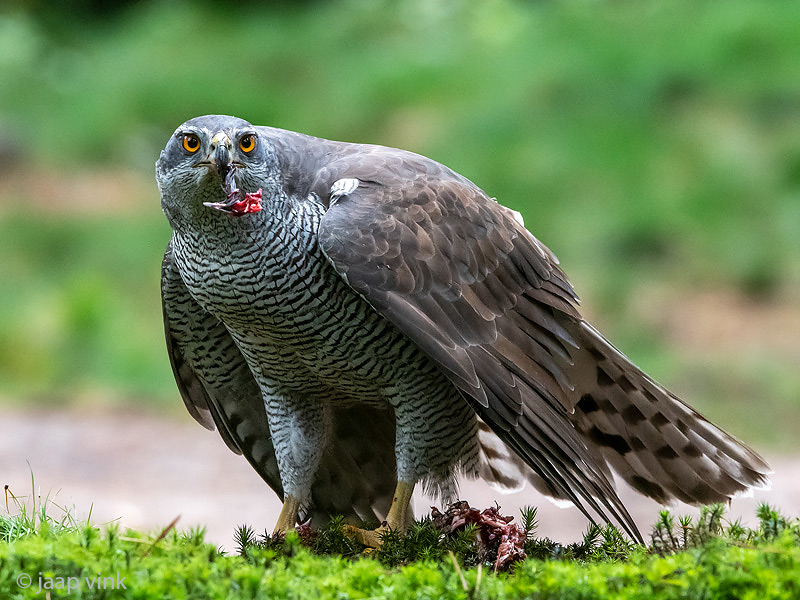 Northern Goshawk - Havik - Accipiter gentilis