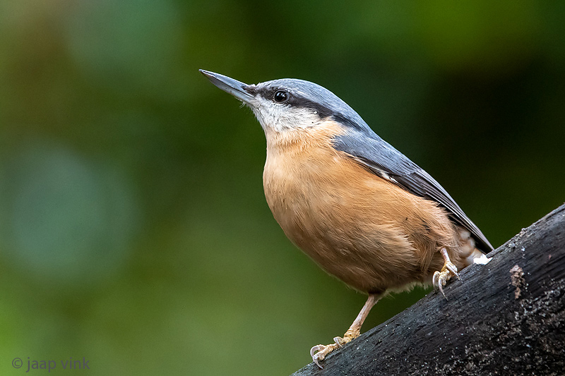 Eurasian Nuthatch - Boomklever - Sitta europaea